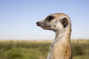 Images Dated 2nd February 2008: Meerkat (Suricata suricatta) sentinel, Kalahari Meerkat Project, Van Zylsrus