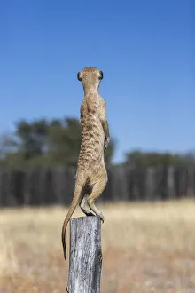 Wildlife Reserve Prints: Meerkat (Suricata suricatta) sentry, Kgalagadi Transfrontier Park, Northern Cape
