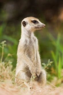 Vegetation Collection: Meerkat or (suricate) (Suricata suricatta) sitting while watching