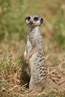 Meerkat (Suricate) (Suricata suricatta), Mountain Zebra National Park, South Africa