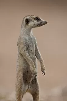 Images Dated 21st October 2007: Meerkat (suricate) (Suricata suricatta) standing on its hind legs, Kgalagadi Transfrontier Park
