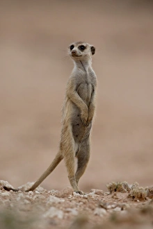 Images Dated 21st October 2007: Meerkat (Suricate) (Suricata suricatta), Kgalagadi Transfrontier Park