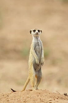 Portraiture Collection: Meerkat or suricate (Suricata suricatta), Kgalagadi Transfrontier Park