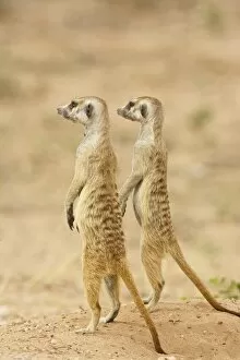 Images Dated 15th November 2006: Two meerkat or suricate (Suricata suricatta), Kgalagadi Transfrontier Park