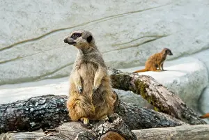 Exhibition Prints: Meerkat or suricate (Suricata suricatta)