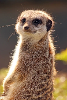 Meerkat (suricate) (Suricata suricatta), a small mammal belonging to the mongoose family
