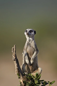 Meerkat (suricate) (Suricata suricatta), Addo Elephant National Park, South Africa, Africa