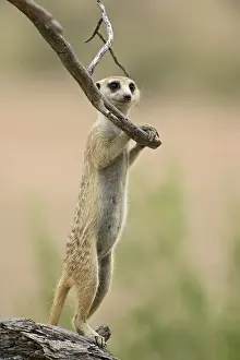 Northern Cape Prints: Meerkat or suricate (Suricata suricatta) standing guard duty