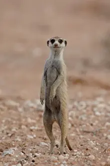 Hind Legs Prints: Meerkat (suricate) (Suricata suricatta) standing on its hind legs