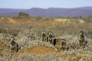 Alertness Prints: Meerkats, Oudtshoorn, Western Cape, South Africa, Africa