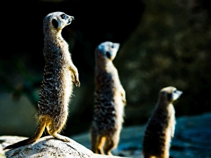 Concentration Prints: Meerkats (Suricata suricatta) in captivity, United Kingdom, Europe