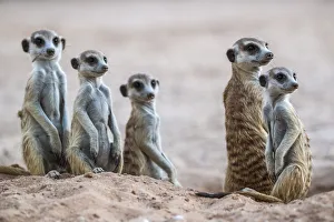 Wild Animals Prints: Meerkats (Suricata suricatta) at den, Kgalagadi Transfrontier Park, South Africa, Africa