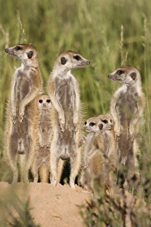 Images Dated 2nd February 2008: Meerkats (Suricata suricatta) with young, Kalahari Meerkat Project, Van Zylsrus