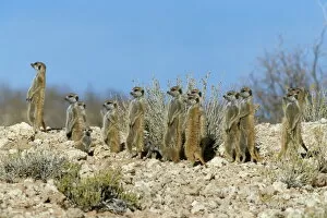 Images Dated 9th August 2008: Meerkats (suricates) (Suricata suricatta)