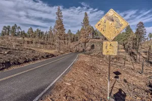 Resilience Prints: Melted street sign along Cape Royal Road after Dragon Bravo Wildfire at Grand Canyon North Rim in Arizona