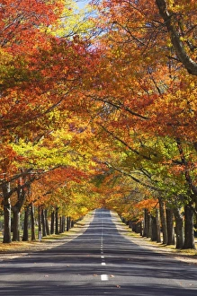 Victoria Prints: Memorial Avenue in autumn, Mount Macedon, Victoria, Australia, Pacific