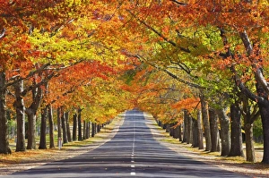 Memorial Avenue in autumn, Mount Macedon, Victoria, Australia, Pacific