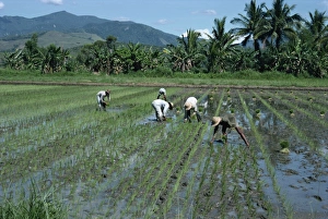 Planting Prints: Men in fields planting rice in north Luzon