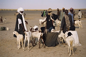 Goat Prints: Men and goats on market day, Kanioume, Mali, West Africa, Africa