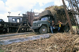 Lorry Prints: Men on the Guainamaro sugar plantation, Valley de los Ingenios, Sancti Spiritus region
