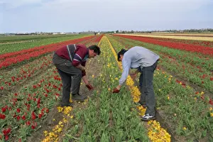 Two Men Prints: Men working harvesting in the tulip fields at Nordwijkerhout in Holland, Europe