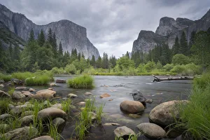 Coniferous Tree Prints: The Merced River at Valley View in spring, Yosemite National Park