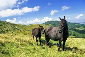 Pastoral Prints: Merens horses roam freely in a mountain landscape near a pass in the Couserans province of France during daytime