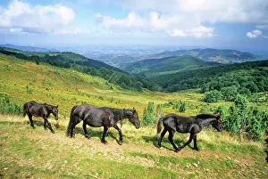 Grassland Prints: Merens horses walking through the mountain pass at Col de la Core in France with hills and forests in the background