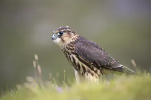 Falcon Prints: Merlin (Falco columbarius), captive, Cumbria, England, United Kingdom, Europe