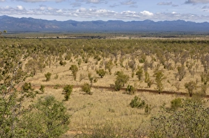 Meru Prints: Meru National Park, Kenya, East Africa, Africa