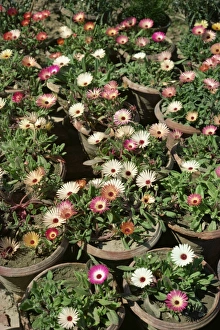 Mesembryanthemums in pots