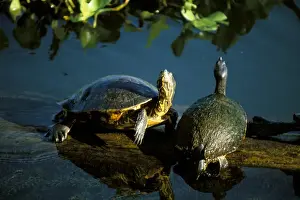 Panamanian Prints: Mesoamerican slider turtles (Trachemys scripta ornata)