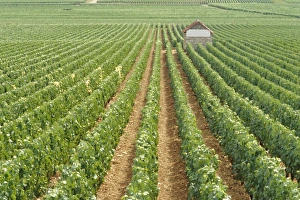 Shed Prints: Meursault Genevrieres Premier Cru vineyard, Cote de Beaune, France, Europe