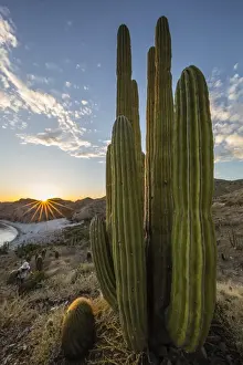 A Mexican giant cardon cactus (Pachycereus pringlei) at sunset on Isla Santa Catalina