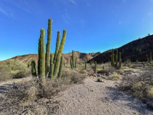 Sustainability Prints: Mexican giant cardon (Pachycereus pringlei)