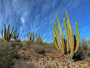 Clustered Prints: Mexican giant cardon (Pachycereus pringlei)
