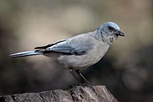 Images Dated 6th April 2010: Mexican jay (Aphelocoma ultramarina), Chiricahuas, Coronado National Forest