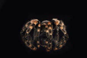 Mexican Red Knee Tarantula (Brachypelma Smithi), captive, Mexico, North America