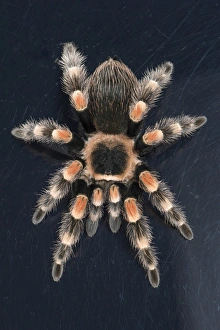 Invertebrates Prints: Mexican Red Knee Tarantula (Brachypelma Smithi), captive, Mexico, North America