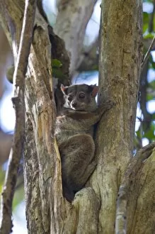 Microcebus ravelobensis (Golden-brown Mouse Lemur), Ankarafantsika National Park
