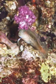Fishes Prints: Midas blenny (Ecsenius), Southern Thailand
