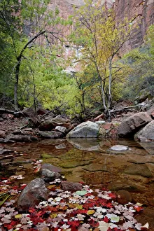 Leaves Prints: Middle Emerald Pool in the fall, Zion National Park, Utah, United States of America