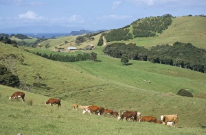 Hauraki Gulf Prints: Middle island farm