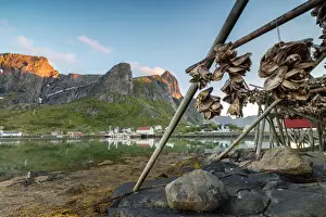 Alpenglow Prints: Midnight sun on dried fish framed by fishing village and peaks, Reine, Nordland county