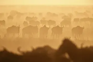 The Migration, blue wildebeest (Connochaetes taurinus) and common zebra (Equus burchelli)