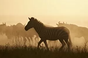 Dust Gallery: The Migration, Common Zebra (Equus burchelli) and Blue Wildebeest (Connochaetes taurinus)