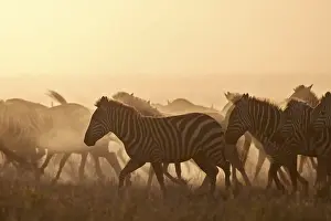 Antelope Prints: The Migration, common zebra (plains zebra) (Burchells zebra) (Equus burchelli)