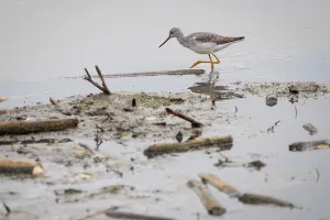 Shorebird Prints: Migratory Greater Yellowlegs feeds at a boreal lake during autumn in Alberta, Canada
