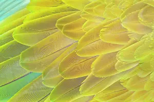 Rica Prints: Military macaw (Ara militaris) feathers, close-up, Costa Rica, Central America