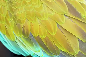 Rica Prints: Military macaw (Ara militaris) feathers, close-up, Costa Rica, Central America